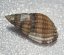 Nassarius reticulatus