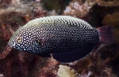 Macropharyngodon negrosensis2