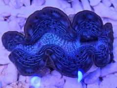 Tridacna maxima ULTRA BLUE/GREEN