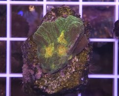 Pectinia alcicornis SPACE INVADER