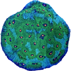 Echinophyllia sp. AVATAR