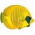 Chaetodontidae