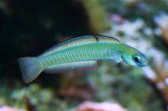 ptereleotris zebra 4265