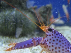Enoplometopus daumi 7-8 cm