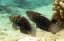 Amblygobius semicinctus 1