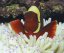 premnas biaculeatus Gold Stripe1