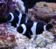 Amphiprion ocellaris Black - Velikost rybky: 2 - 3 cm (S)