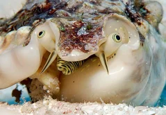 Strombus lentigosus