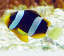 amphiprion clarkii 1