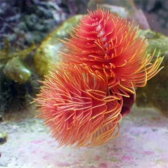 Protula bispiralis RED