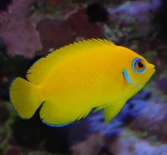 Centropyge flavissima