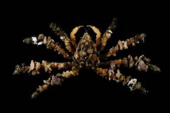 camposcia retusa