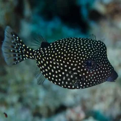 Ostracion meleagris - samica