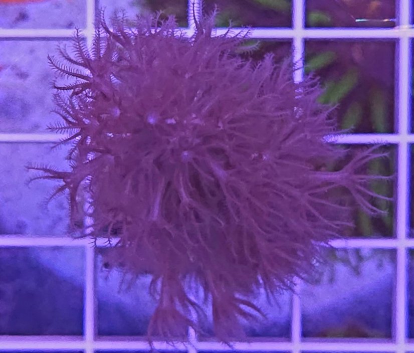 Plexaurella dichotoma