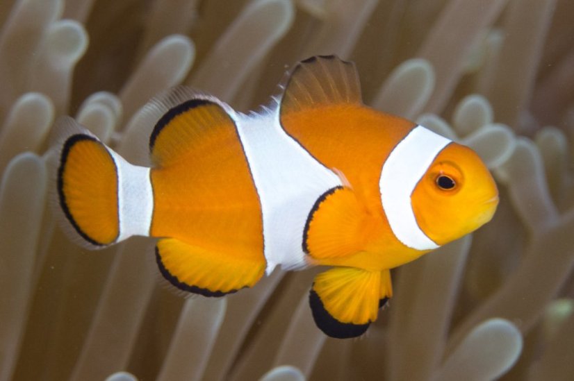 AmphipOcellarMarkRosenstein