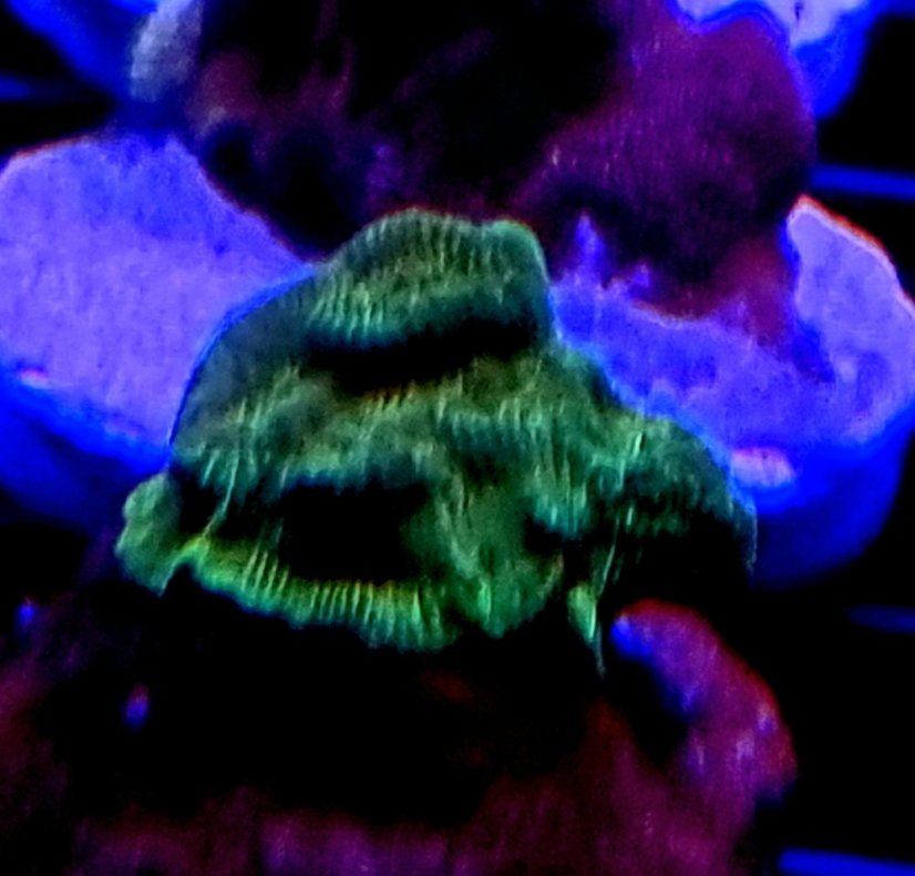 Leptoseris GREEN