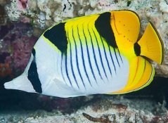 chaetodon falcula 2