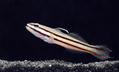 Valenciennea helsdingenii - pár