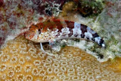Malacoctenus triangulatus 3-4 cm