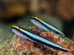 elacatinus oceanops 6