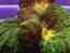 Pectinia alcicornis SPACE INVADER