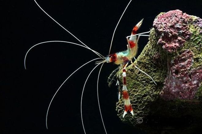 stenopus hispidus3