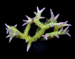 seriatopora hystrix green4