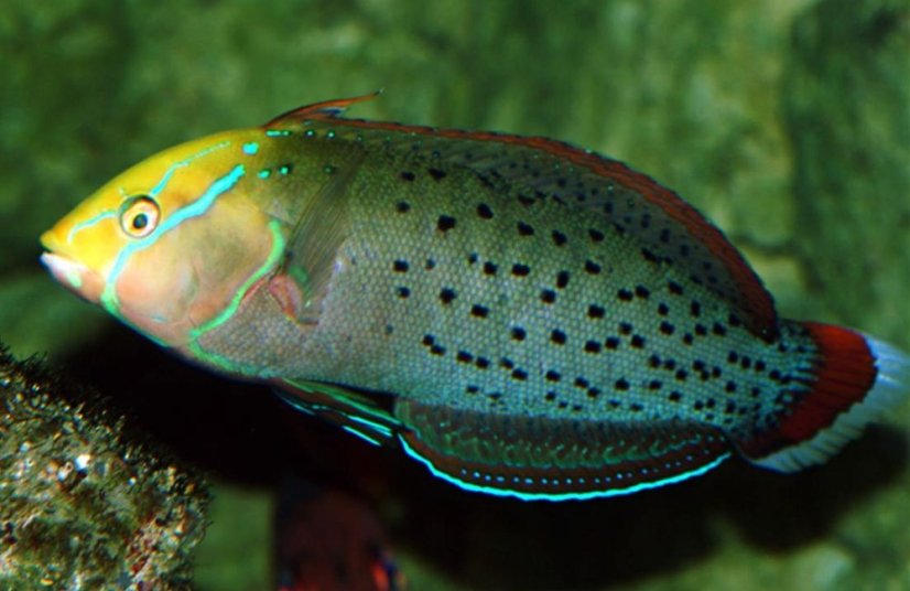 formosa5