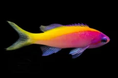 Pseudanthias evansi