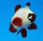 premnas biaculeatus Gold Nuget3