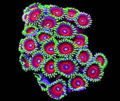 Zoanthus WATERMELON