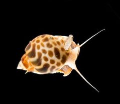 Babylonia spirata