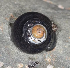 Tegula funebralis