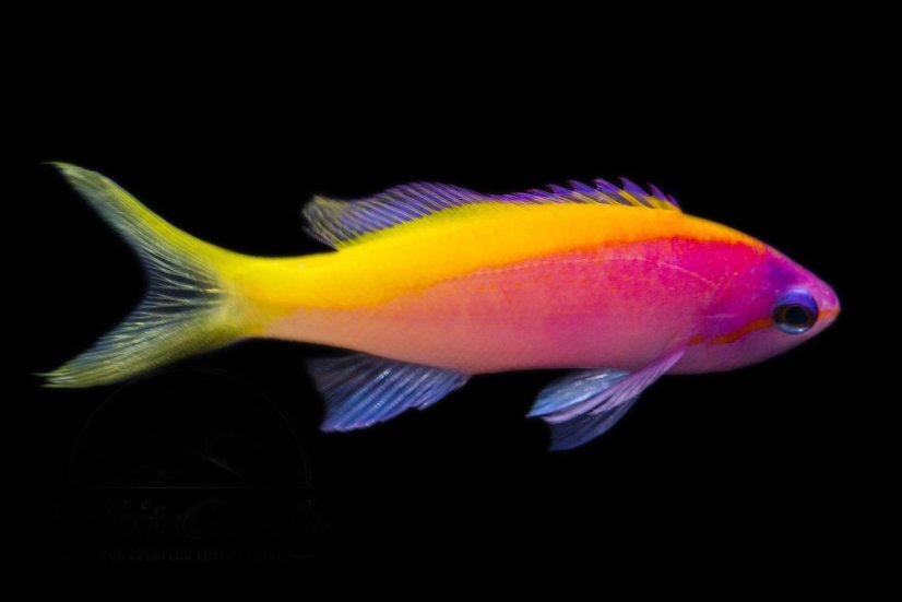 pseudanthias evansi