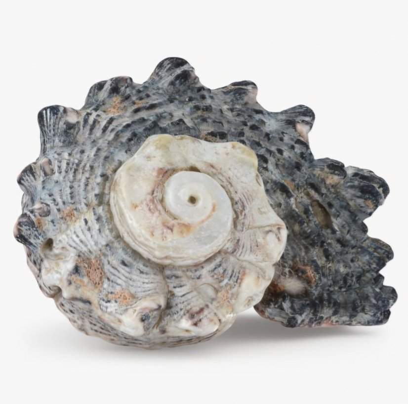 Angaria delphinus