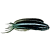 Blenniidae