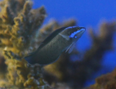 Pseudochromis springeri