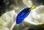Paracanthurus hepatus