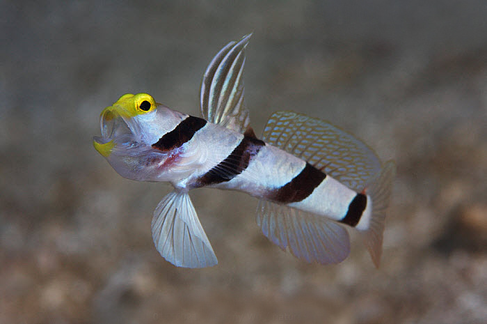 Stonogobiops xanthorhinica4