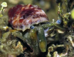Canarium mutabile