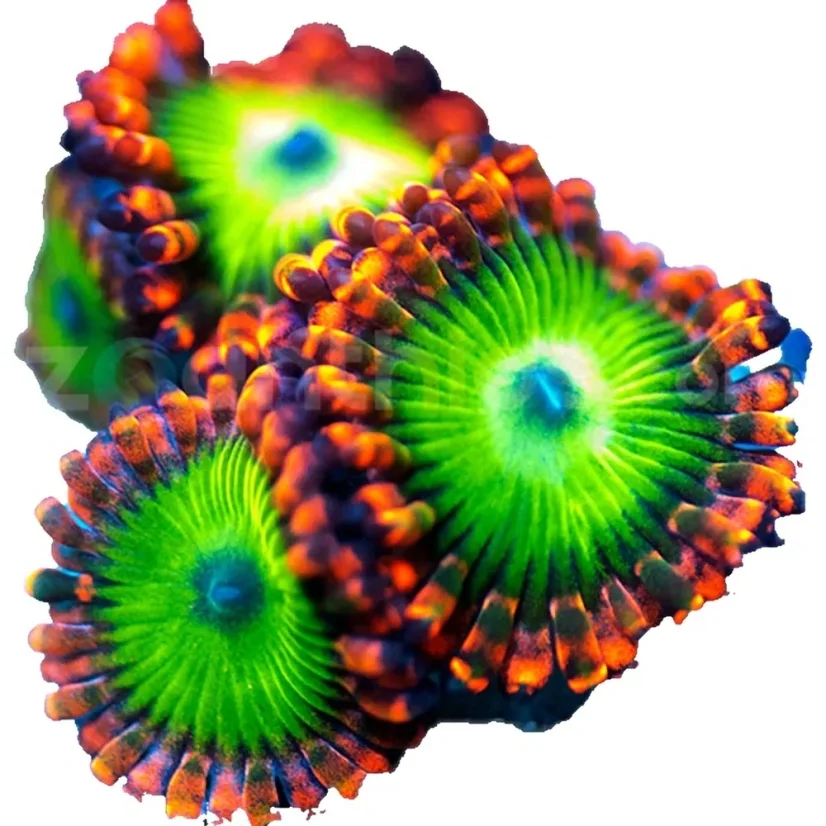 Zoanthus OOMPA LOOMPA ELECTRIC