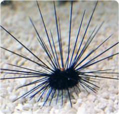 Diadema setosum