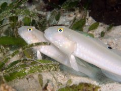 Valenciennea sexguttata PÁR