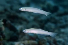 Ptereleotris microlepis - pár