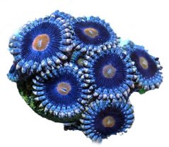 Zoanthus MARY JANE