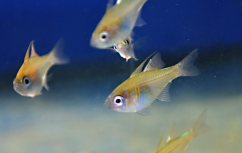 Zoramia leptacana