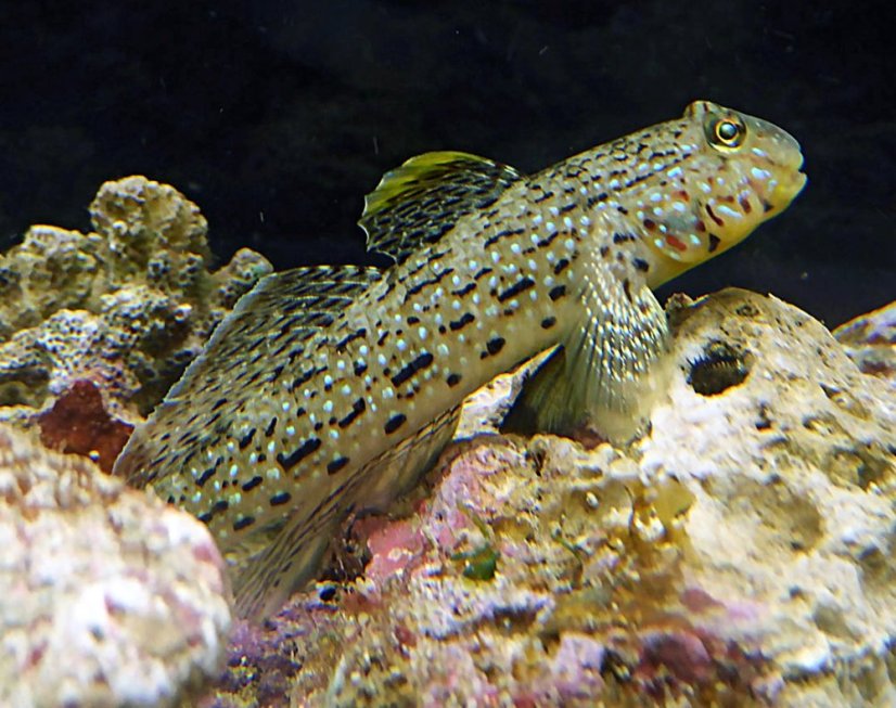 ornatus2