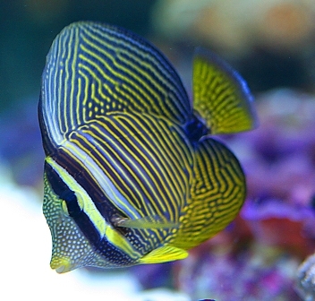 zebrasoma desjardinii