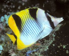 Chaetodon falcula