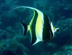 Zanclus cornutus